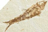 Two Detailed Fossil Fish (Knightia) - Wyoming #224543-2
